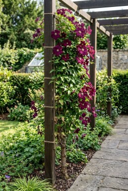 Clematis 'Warszawska Nike' opstammet