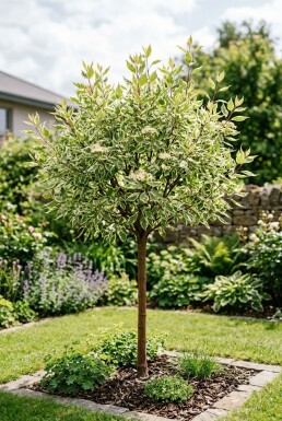 Cornus alba 'Elegantissima' Halvstamme