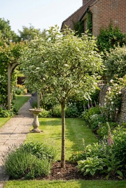 Cornus alba 'Elegantissima' Halvstamme