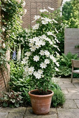 Clematis 'Snow Queen' opbundet