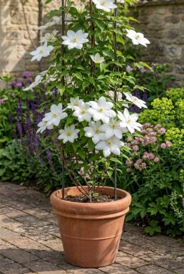 Clematis 'Snow Queen' opbundet