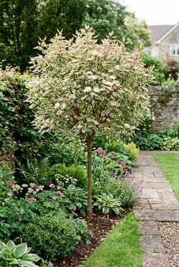 Cornus alba 'Miracle' Halvstamme