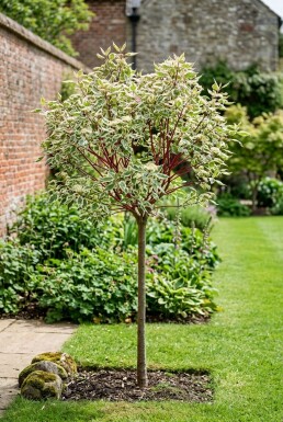 Cornus alba 'Miracle' Halvstamme