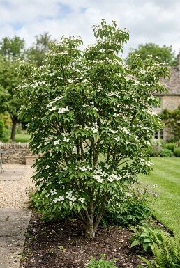 Cornus kousa 'Teutonia' Busk