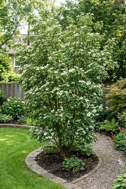 Cornus kousa 'Teutonia' Busk