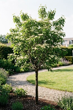 Cornus sanguinea 'Midwinter Fire' halvstamme