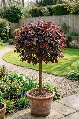 Corylus avellana 'Anny's Red Dwarf' På stamme