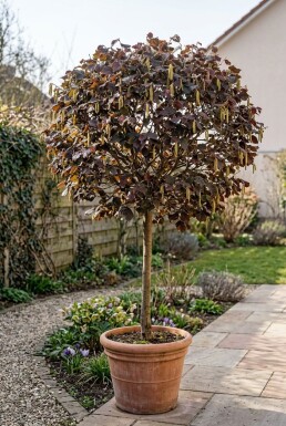 Corylus avellana 'Anny's Red Dwarf' På stamme