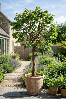 Corylus avellana 'Contorta' på stamme