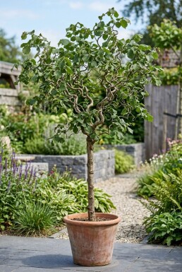 Corylus avellana 'Contorta' på stamme