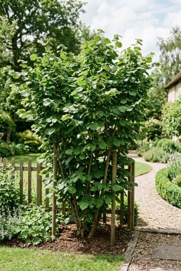 Corylus avellana 'Cosford' Støttebøjle