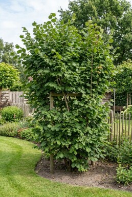 Corylus avellana 'Cosford' Støttebøjle