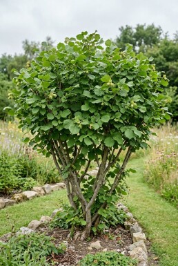 Corylus avellana 'Halle'sche Riesennuss' bærehåndtag