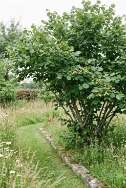 Corylus avellana 'Halle'sche Riesennuss' bærehåndtag