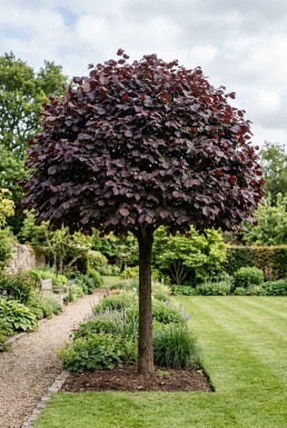 Corylus avellana 'Purple Umbrella' halvstamme stammehøjde 120 cm C10