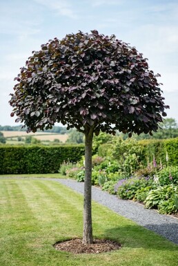 Corylus avellana 'Purple Umbrella' halvstamme stammehøjde 120 cm C10