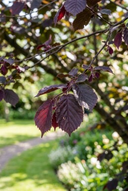Corylus avellana 'Purple Umbrella' halvstamme stammehøjde 120 cm C10
