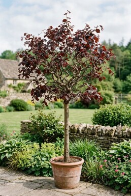 Corylus avellana 'Red Majestic' på stamme