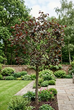 Corylus avellana 'Red Majestic' på stamme