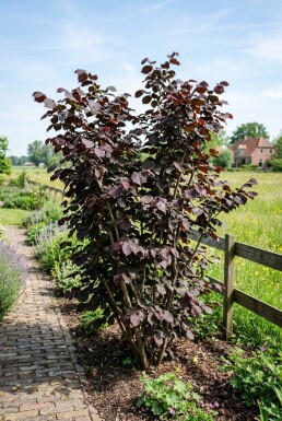 Corylus avellana 'Roter Zeller' Bærebøjle