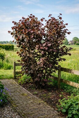 Corylus avellana 'Roter Zeller' Bærebøjle