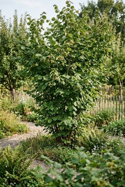Corylus avellana 'Webb's Prize Cob'