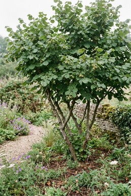 Corylus avellana 'Webb's Prize Cob' Bärande båge