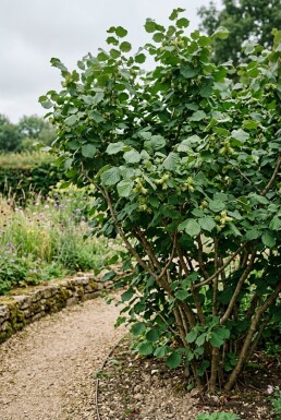 Corylus avellana 'Webb's Prize Cob' Bärande båge
