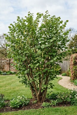 Corylus avellana 'Webb's Prize Cob' Busk