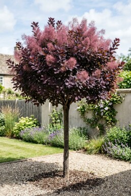 Cotinus coggygria 'Royal Purple' Halvstamme