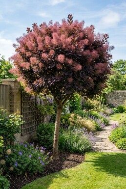 Cotinus coggygria 'Royal Purple' Halvstamme