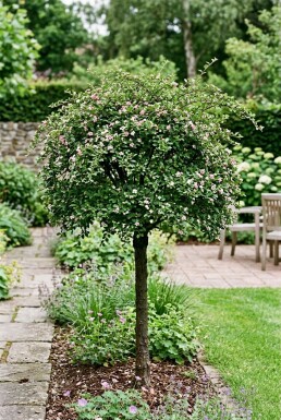 Cotoneaster apiculatus 'Blackburn' Halvstamme
