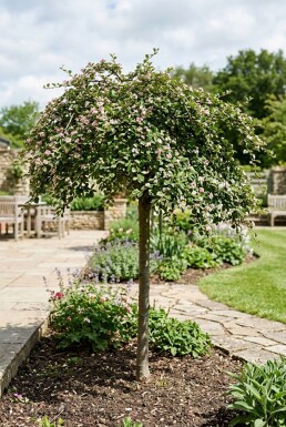 Cotoneaster apiculatus 'Blackburn' Halvstamme