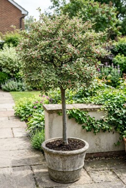 Cotoneaster atropurpureus 'Variegatus' på stamme