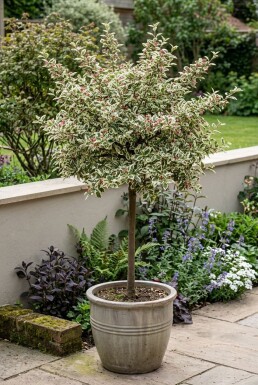 Cotoneaster atropurpureus 'Variegatus' på stamme