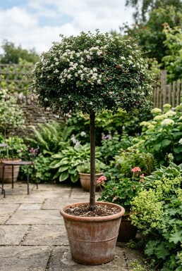 Cotoneaster dammeri 'Major' på stamme