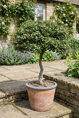 Cotoneaster dammeri 'Streibs Findling' på stamme