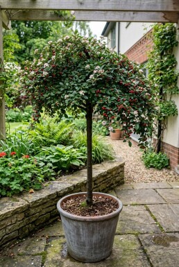 Cotoneaster dammeri 'Winter Jewel' Op stam