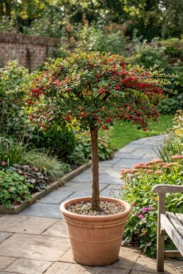 Cotoneaster horizontalis På stamme