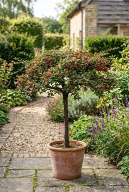Cotoneaster horizontalis På stamme