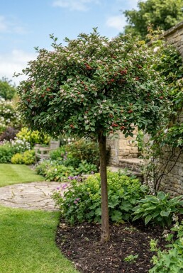 Cotoneaster nanshan 'Boer' Halvstamme