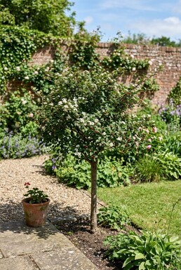 Cotoneaster nanshan 'Boer' Halvstamme