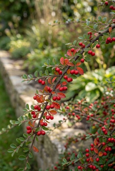 Cotoneaster horizontalis