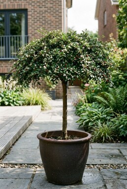 Cotoneaster procumbens 'Queen of Carpets' på stamme