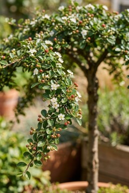 Cotoneaster procumbens 'Queen of Carpets' på stamme
