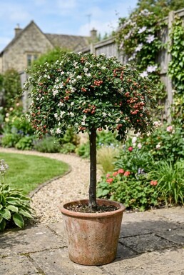 Cotoneaster suecicus 'Coral Beauty' Halvstamme