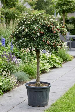 Cotoneaster suecicus 'Coral Beauty' Halvstamme