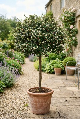 Cotoneaster nanshan 'Copra' halvstamme