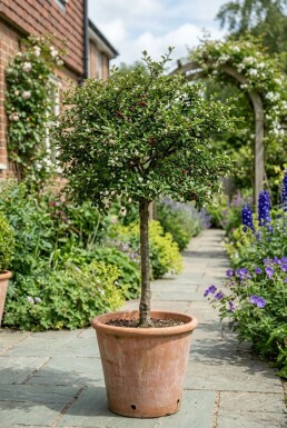 Cotoneaster nanshan 'Copra' halvstamme
