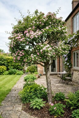Crataegus laevigata 'Plena' halvstamme stammehøjde 120 cm C10
